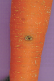 Symptôme de cavity spot (maladie de la tache) sur carotte, épiderme non affaissé mais avec cavité